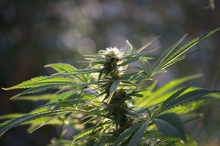 CBD Hemp Flower