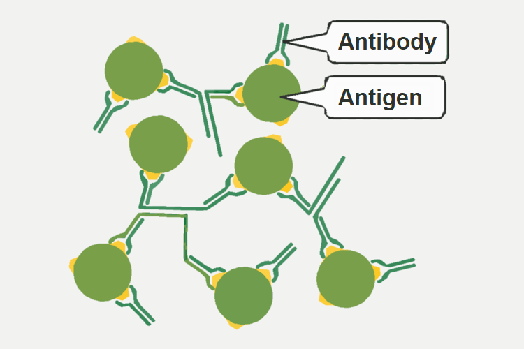 antibody and antigen