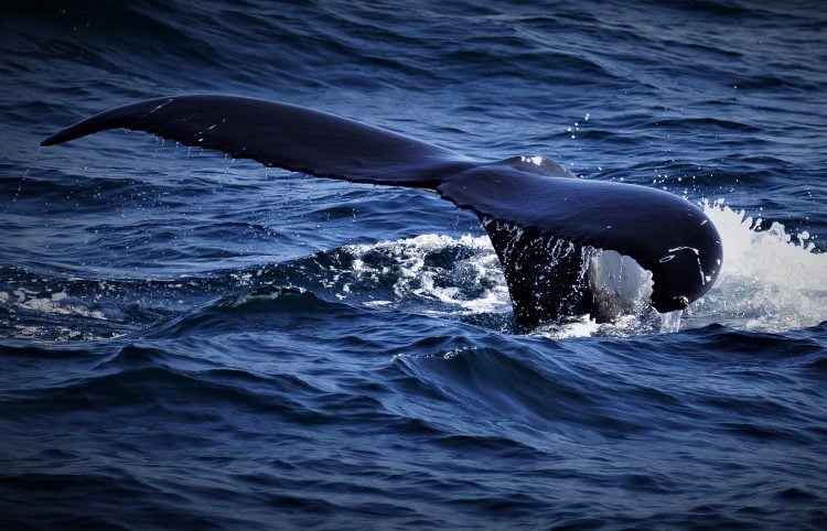 whale watching