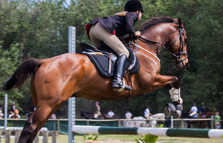 horse jumping boot