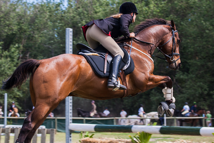 How to Choose Open Front Jumping Boot for Horse The Run Time