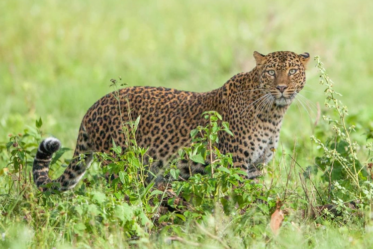 Bandipur National Park, Karnataka