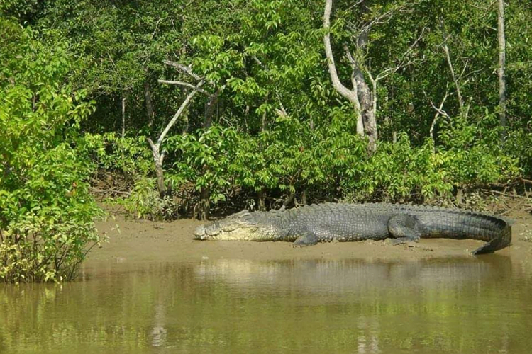 Bhitarkanika Mangroves, Odisha