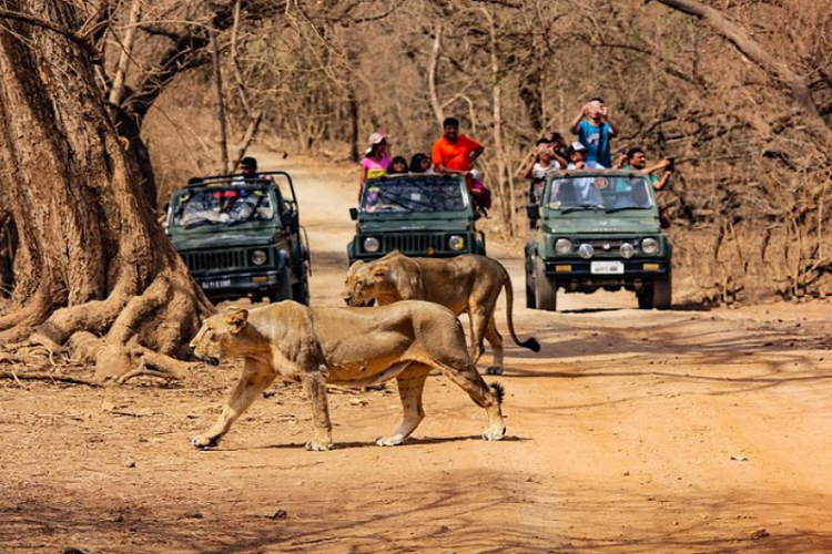 Gir National Park, Gujarat