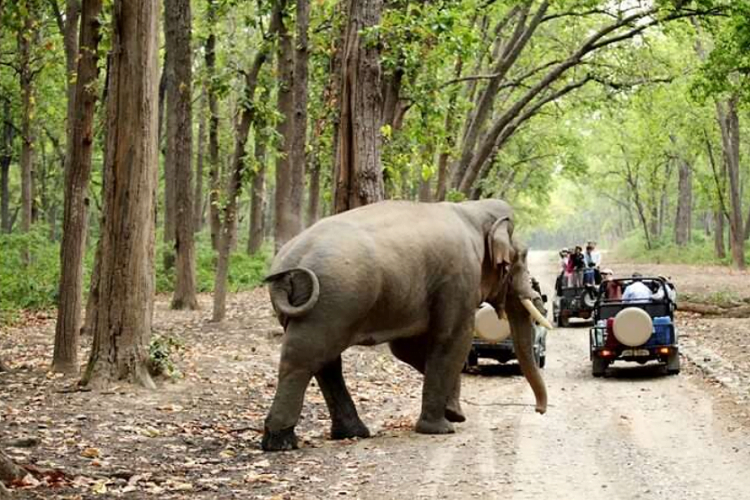 Jim Corbett National Park, Uttarakhand