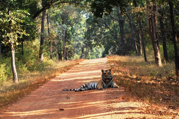 Kanha National Park, Madhya Pradesh