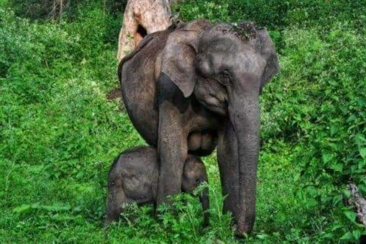 Nilgiri Biosphere Reserve, Tamil Nadu