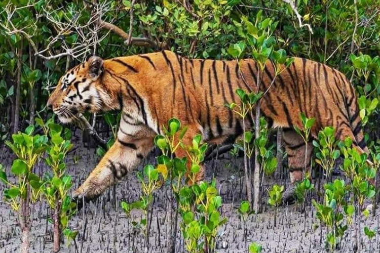 Sundarbans, West Bengal