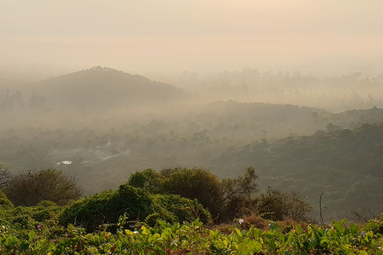 Vandalur Reserve Forest, Chennai 