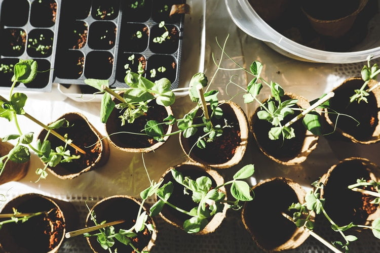 4-soil-ph-tips-for-indoor-plants-the-run-time