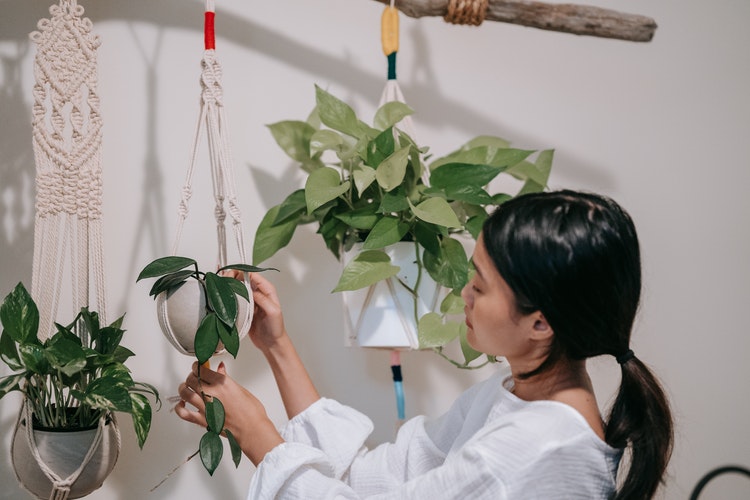 hanging indoor plants