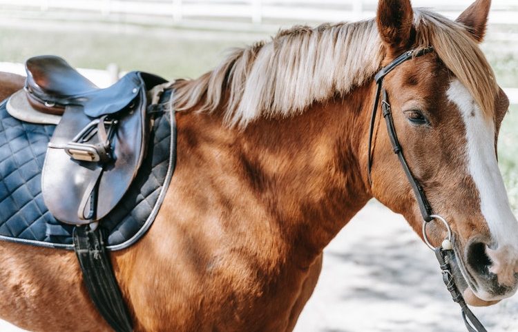 saddles