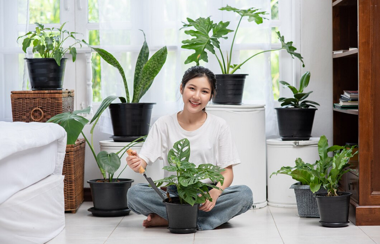 indoor plants