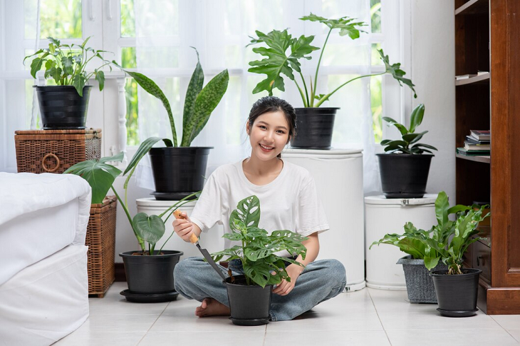 indoor plants