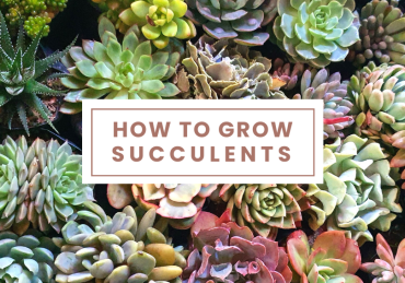 How to Grow Succulents