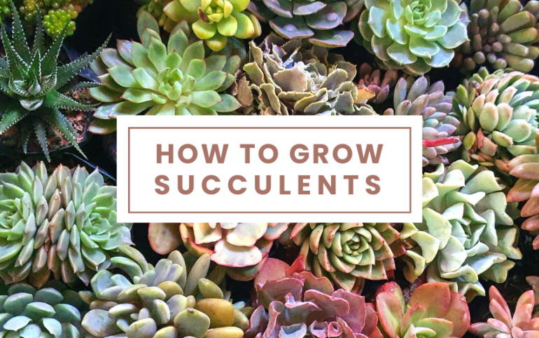 How to Grow Succulents
