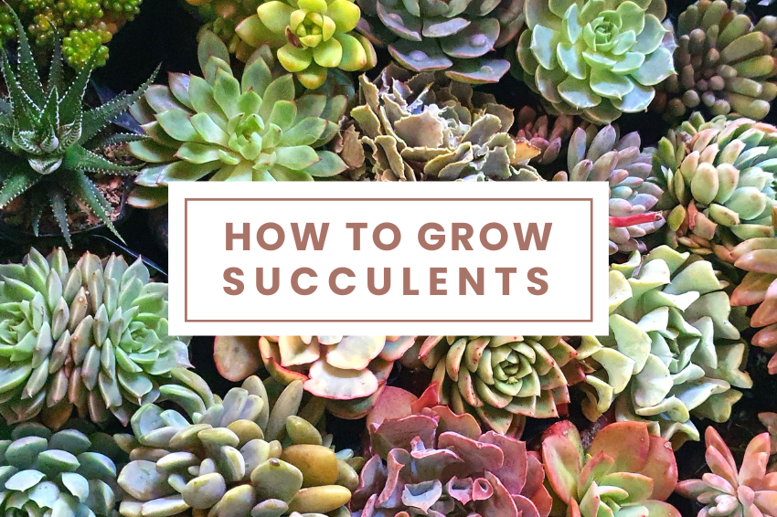 How to Grow Succulents