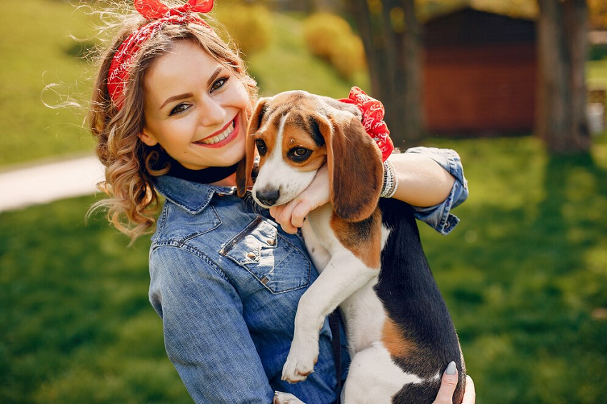 Beagle
