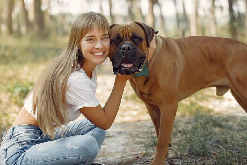 Bulldog