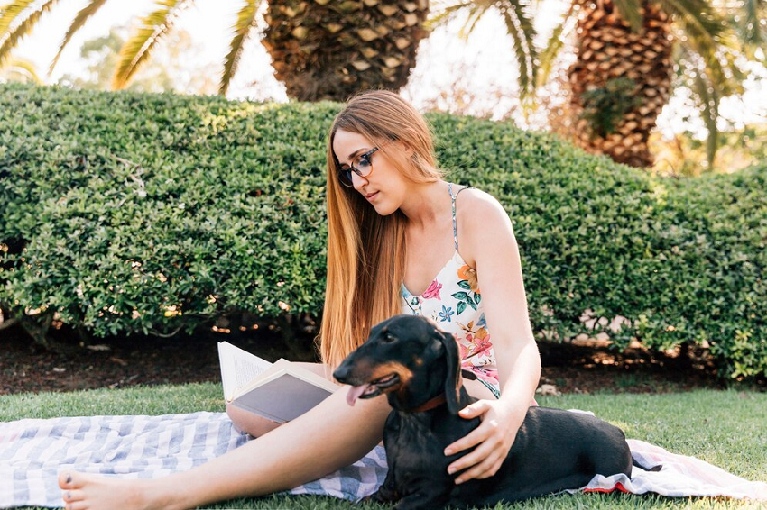 Dachshund