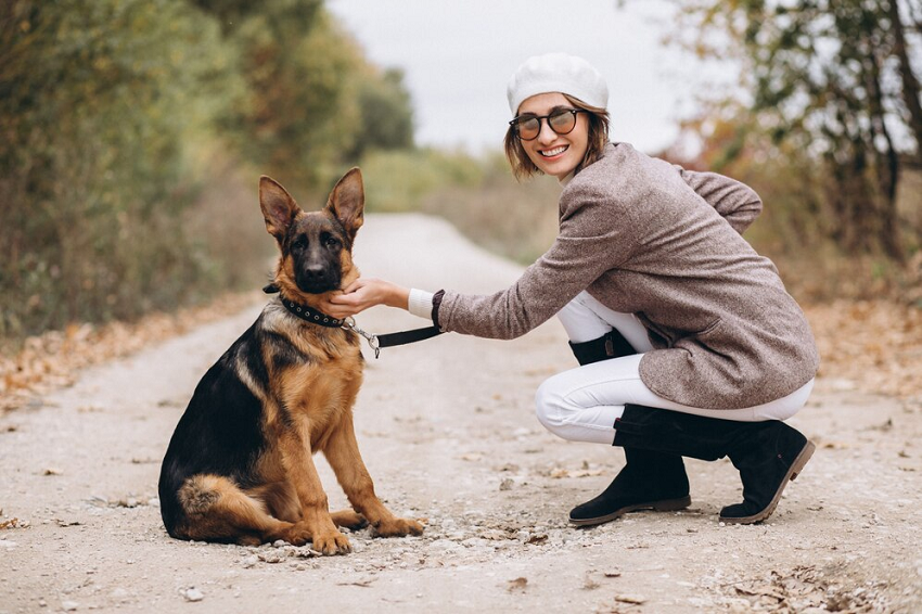 German Shepherd