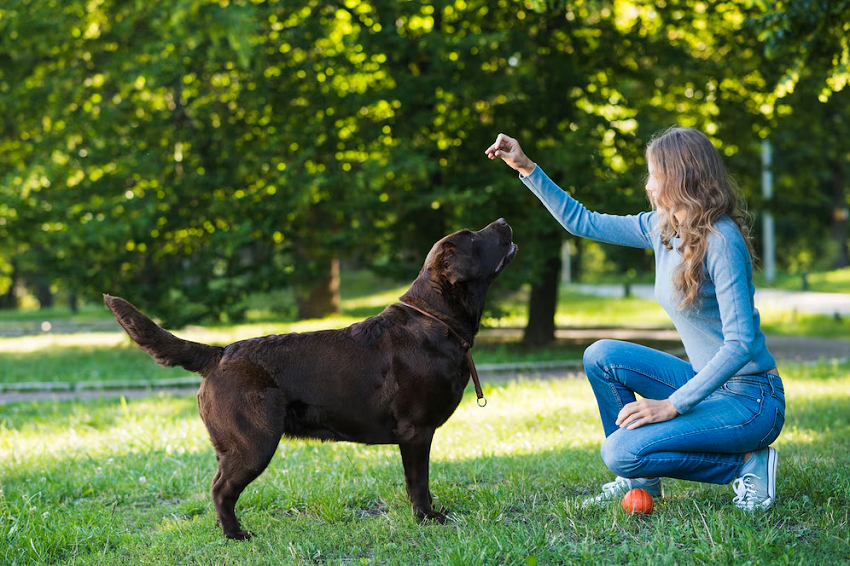 Labrador Retriever