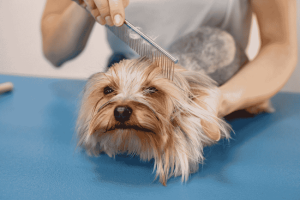 grooming for hairy dogs
