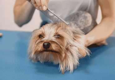 grooming for hairy dogs