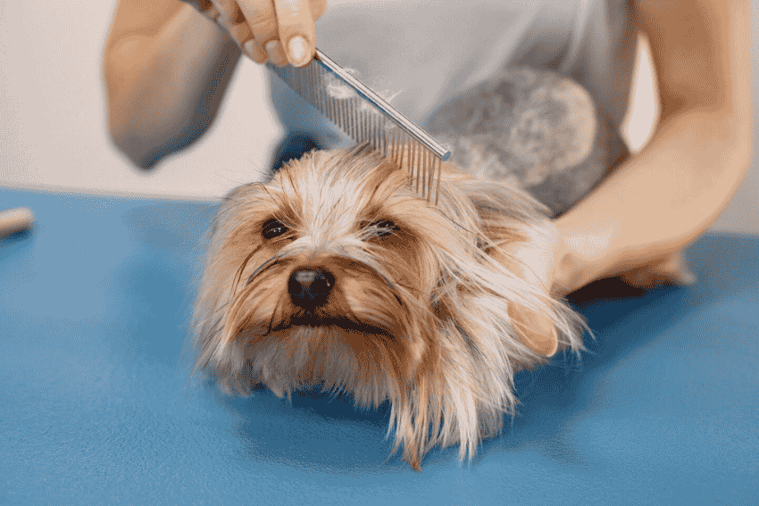 grooming for hairy dogs